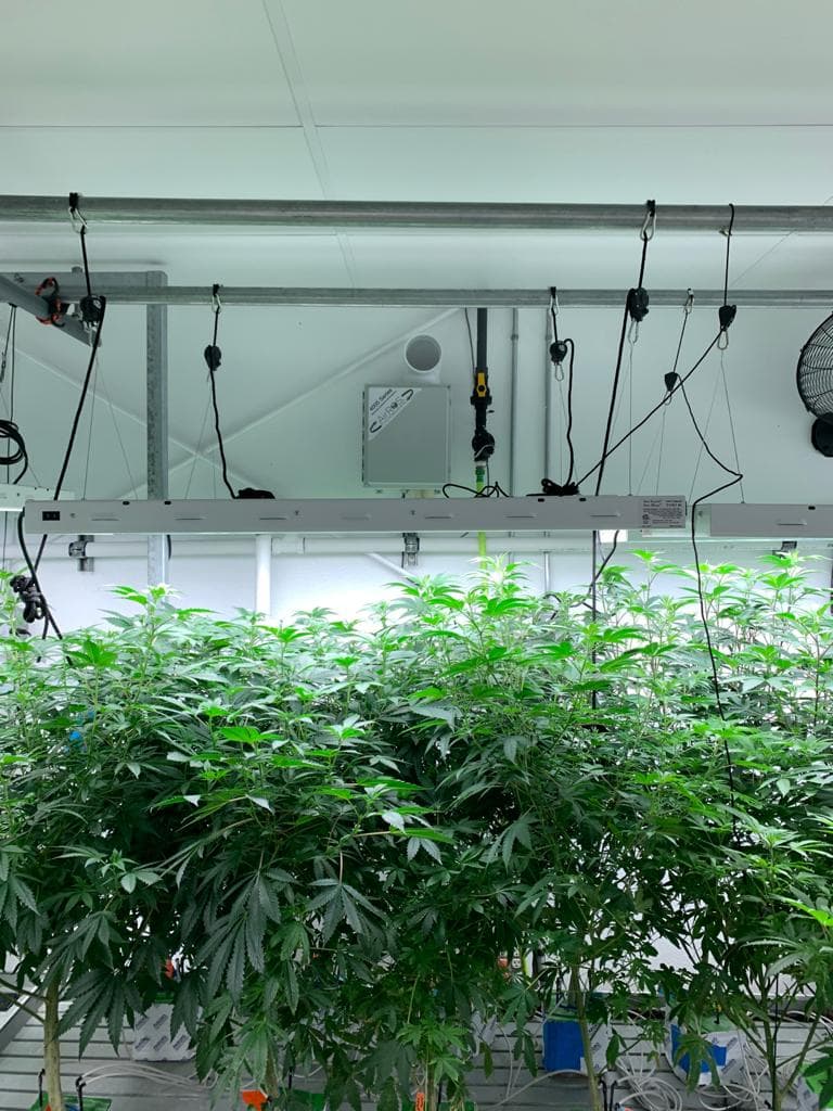 Cannabis cultivation room protected by AirROS