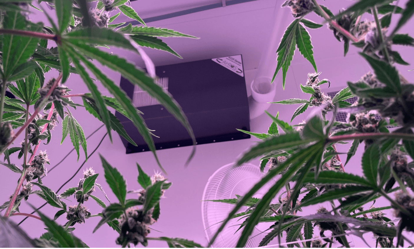 Cannabis Cultivation